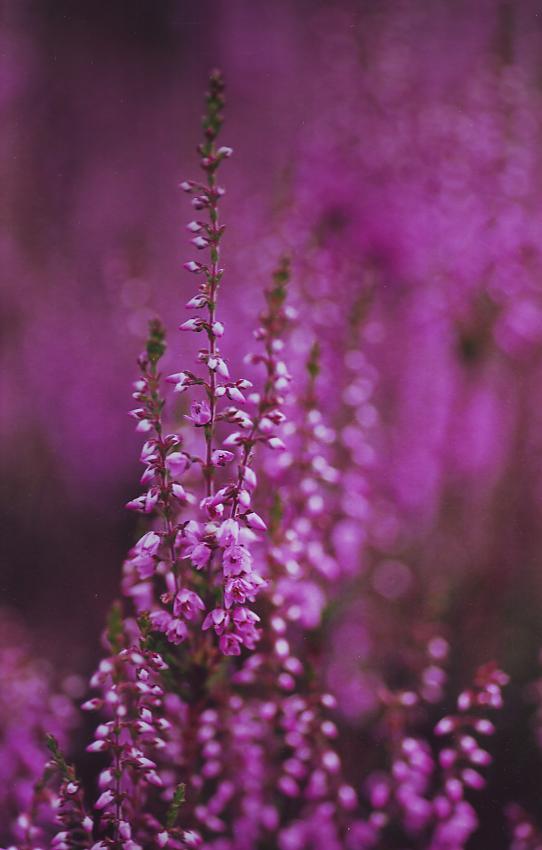 A selection of various images