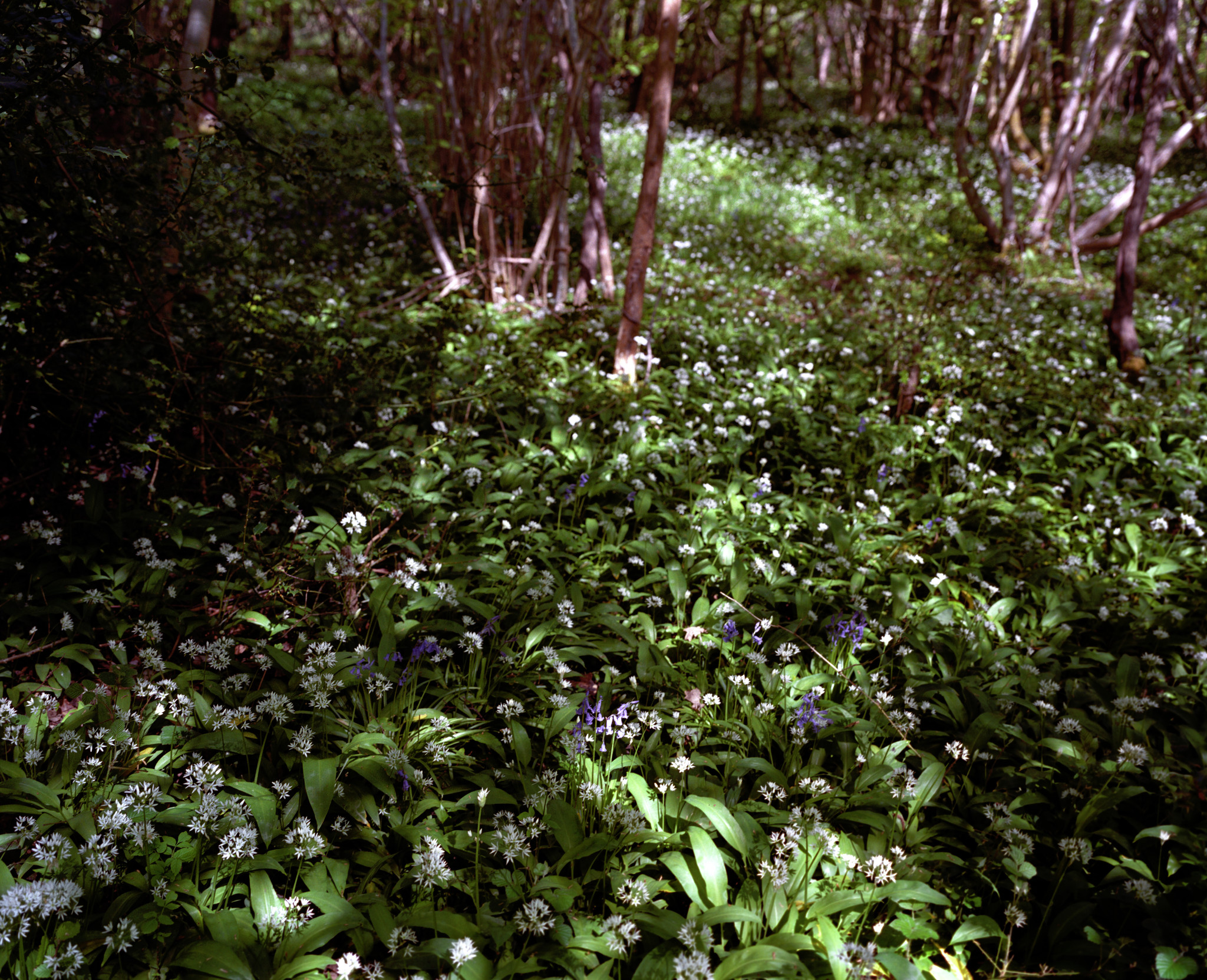 A small scene of green.