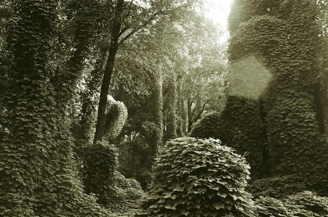 A study in Kudzu