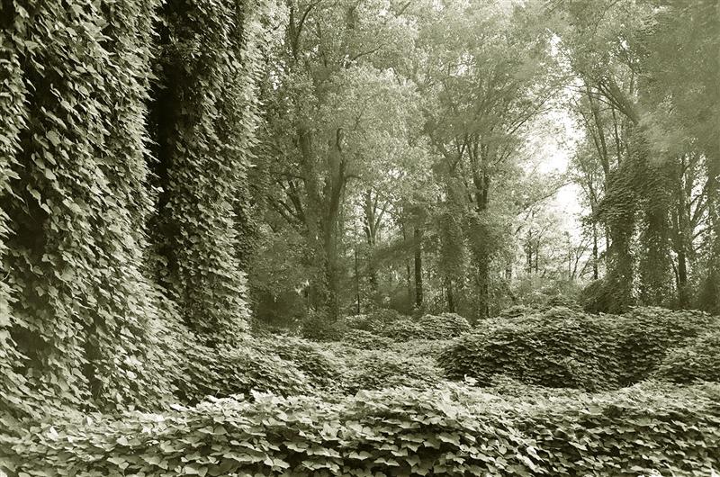 A study in Kudzu