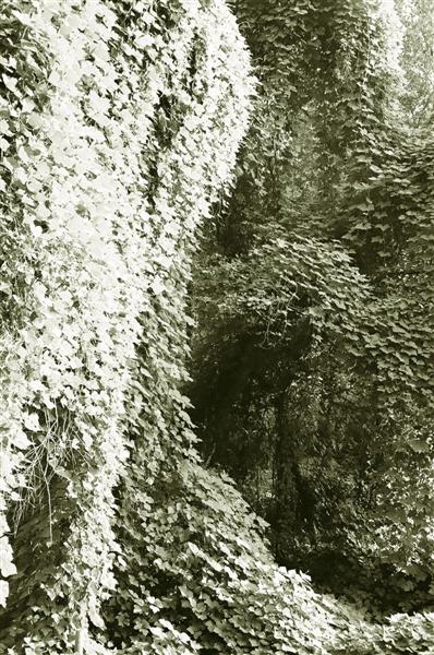 A study in Kudzu