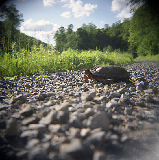 A summer afternoon with my Holga