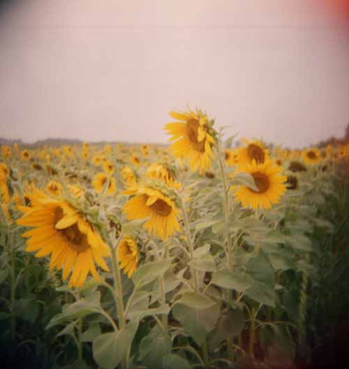 A summer afternoon with my Holga