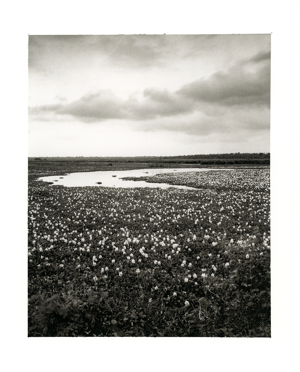 A Thousand Water Hyacinths
