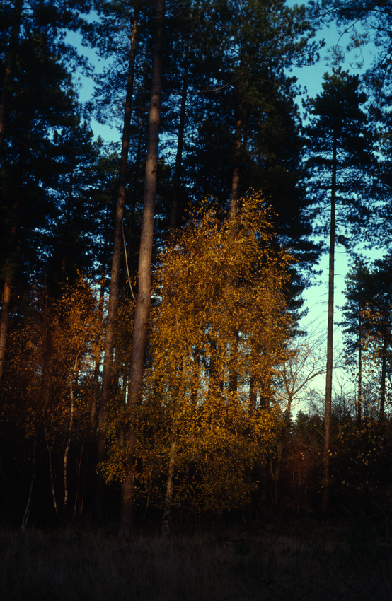 A tree glowing in the woods