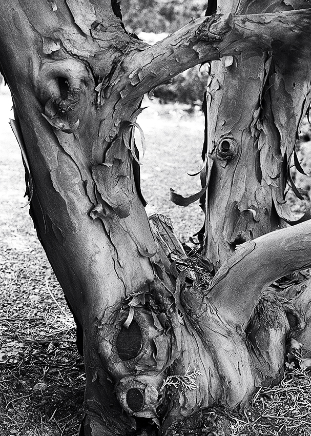 A tree