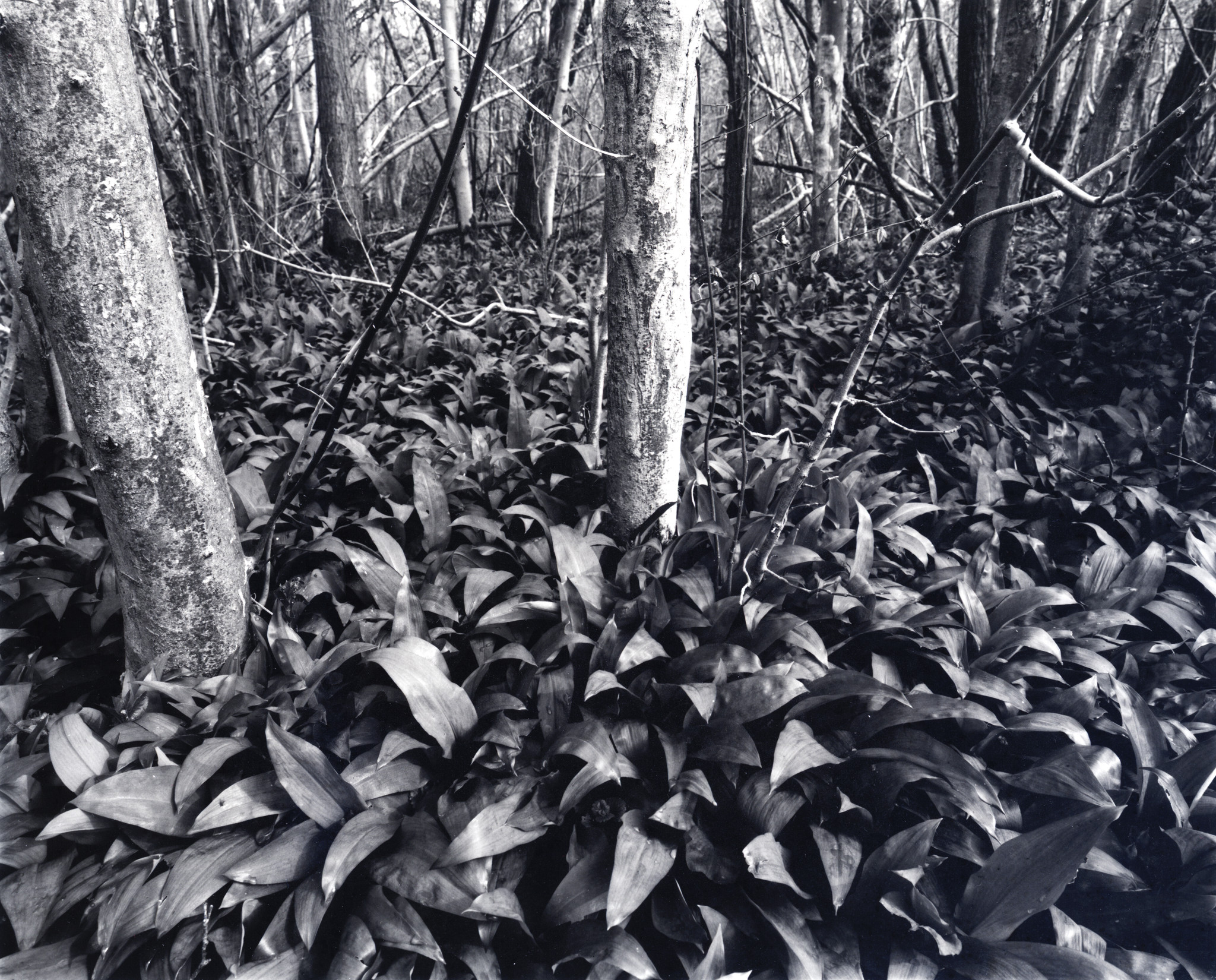 A view from the woods