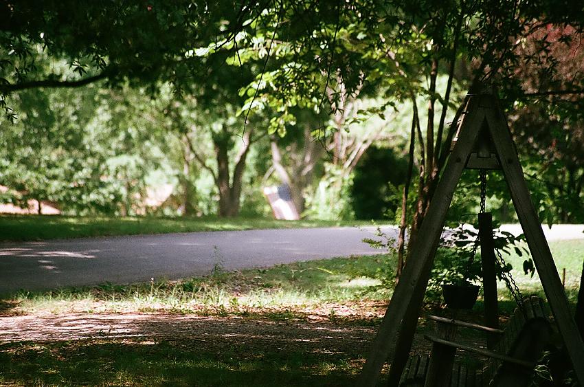 A view of my front yard