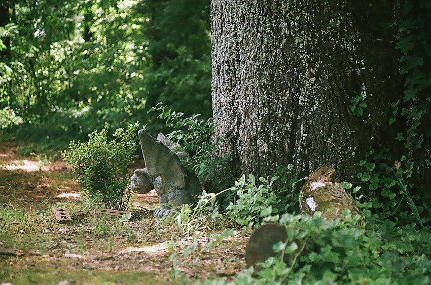 A view of my front yard