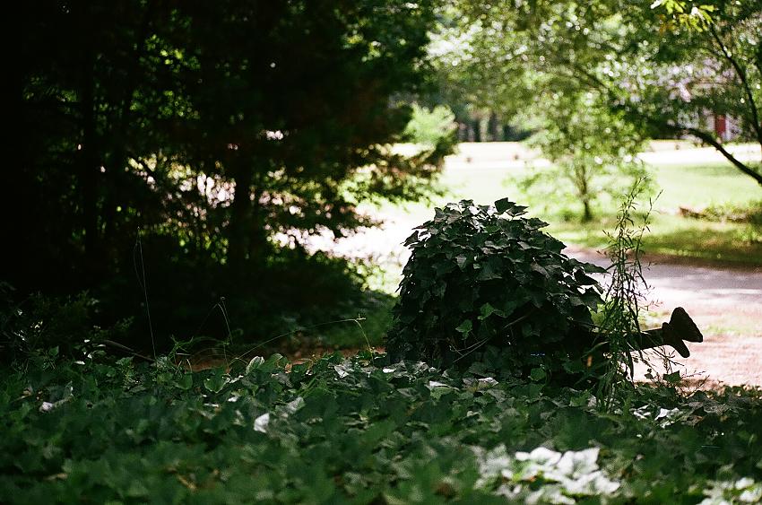 A view of my front yard