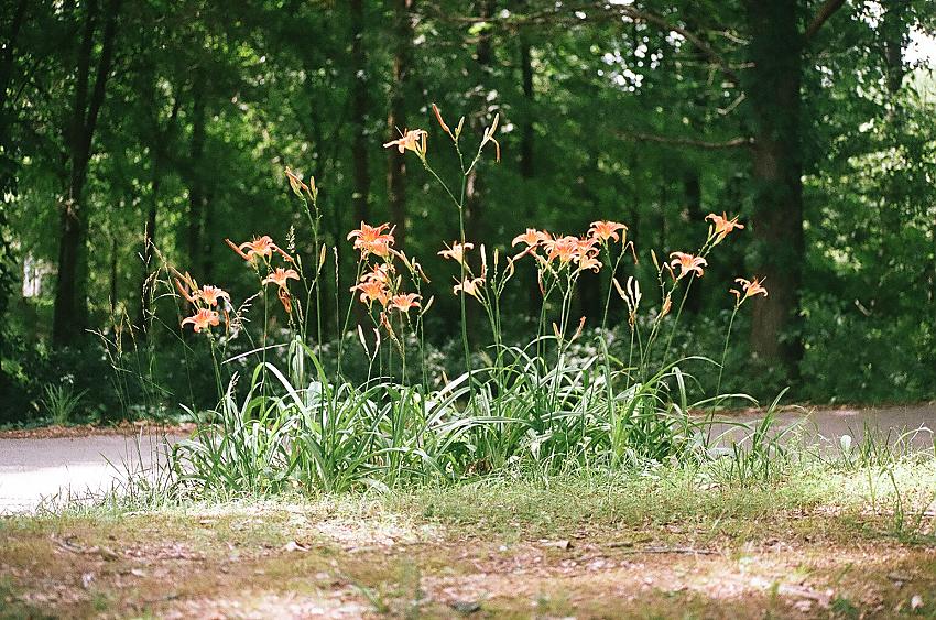 A view of my front yard