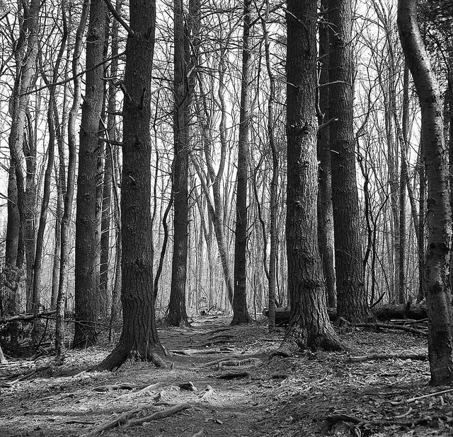 A Walk in the Woods