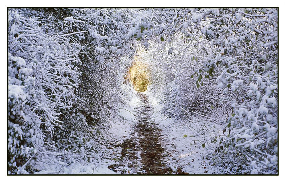 A winter walk in the woods