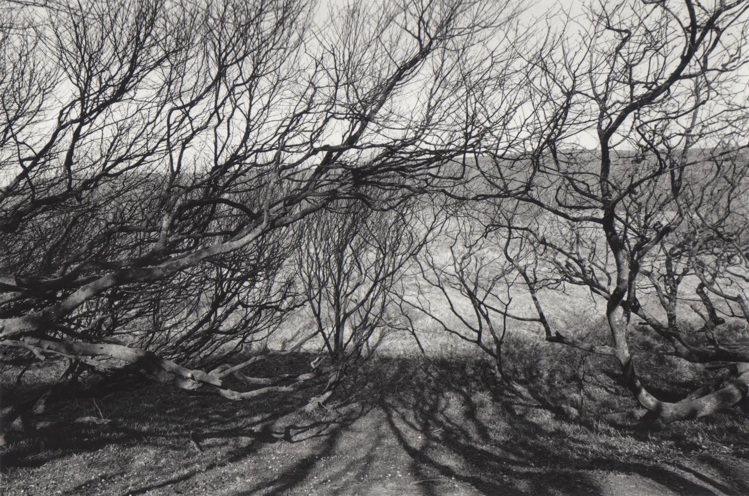 Abermaw woods