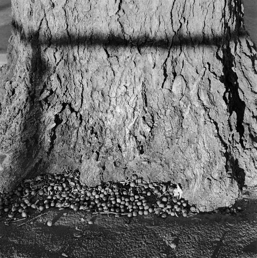 Acorns