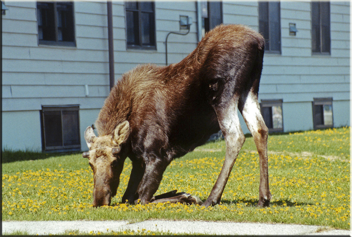 Across the Street, Anytown Alaska