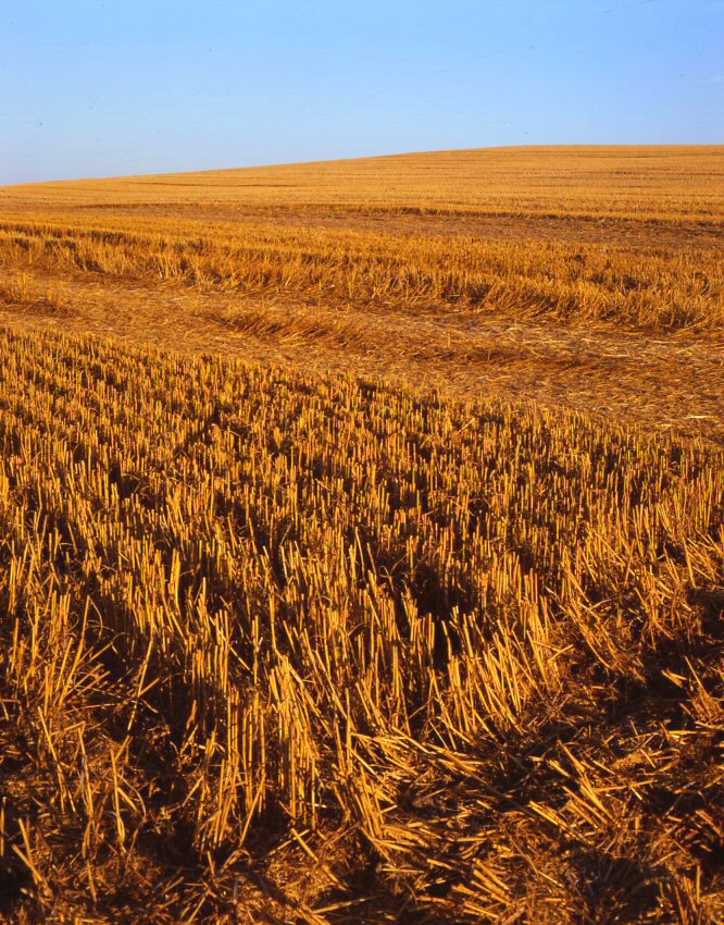 After Harvest