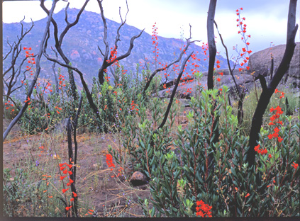 After the Cedar Fire, San Diego County, California, USA