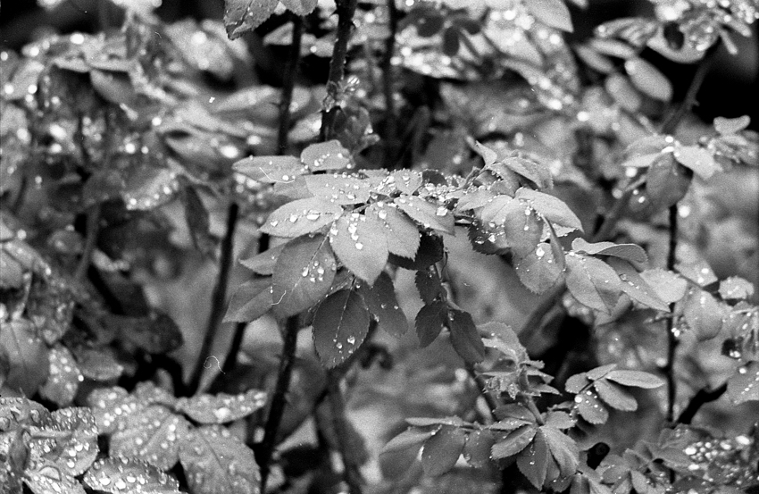 After The Rain