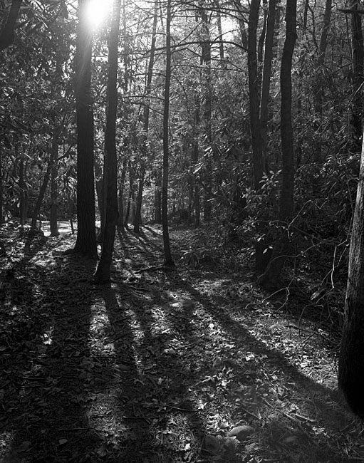 Afternoon light at the creek