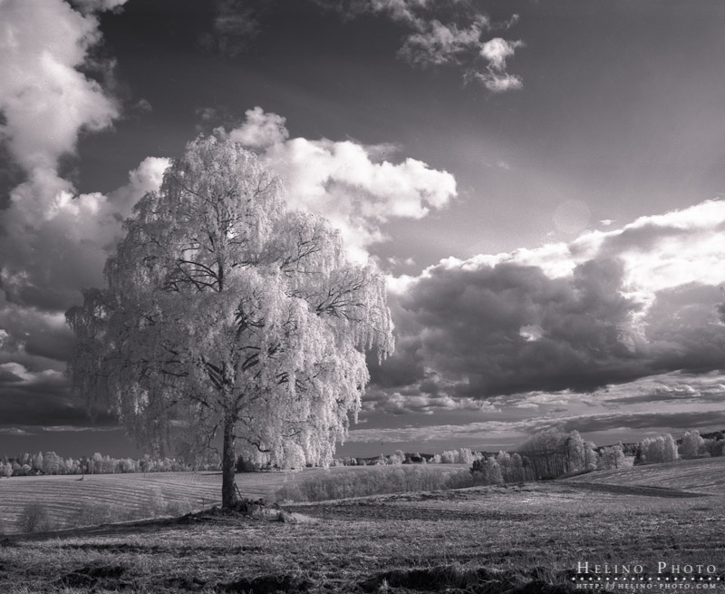 Afternoon tree in Infrared