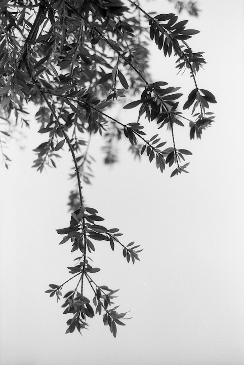 Against the sky