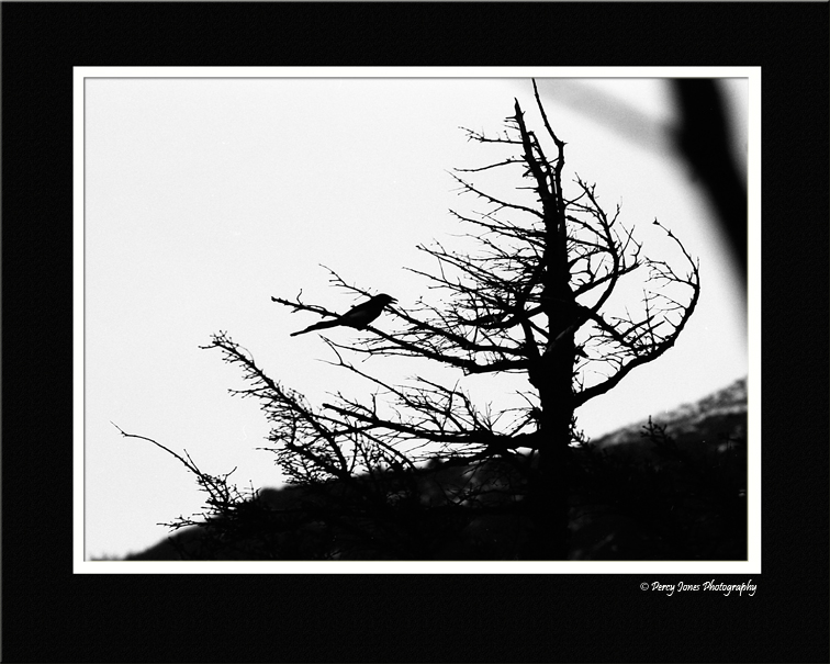 Against the Wind