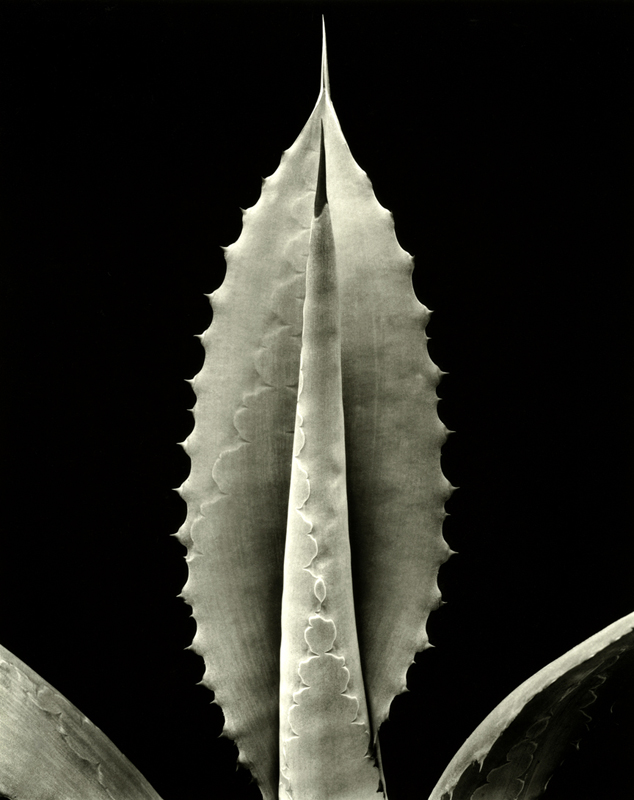 Agave pachycentra, Encino, CA, 2007