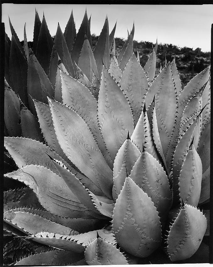 Agave, Paquix, Huehuetenango