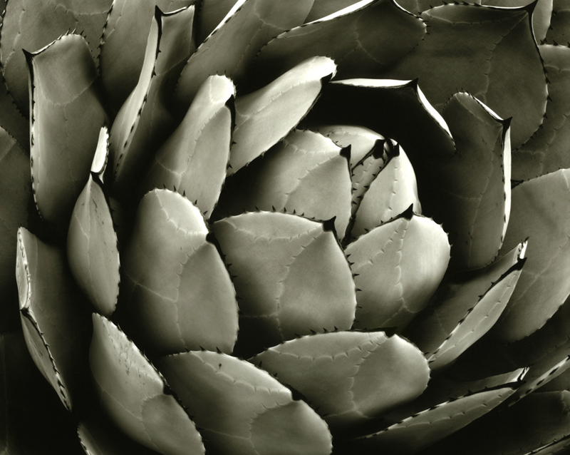 Agave parryi huachucensis, Malibu, CA, 2007