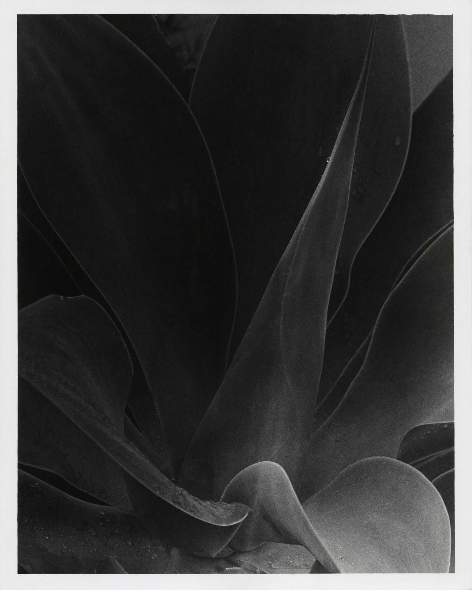Agave Tear.