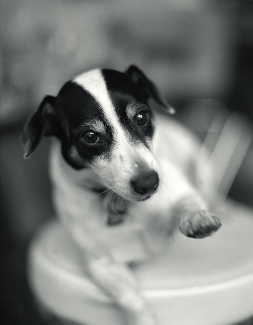 AGFA APX-100 - dr5-GALLARY