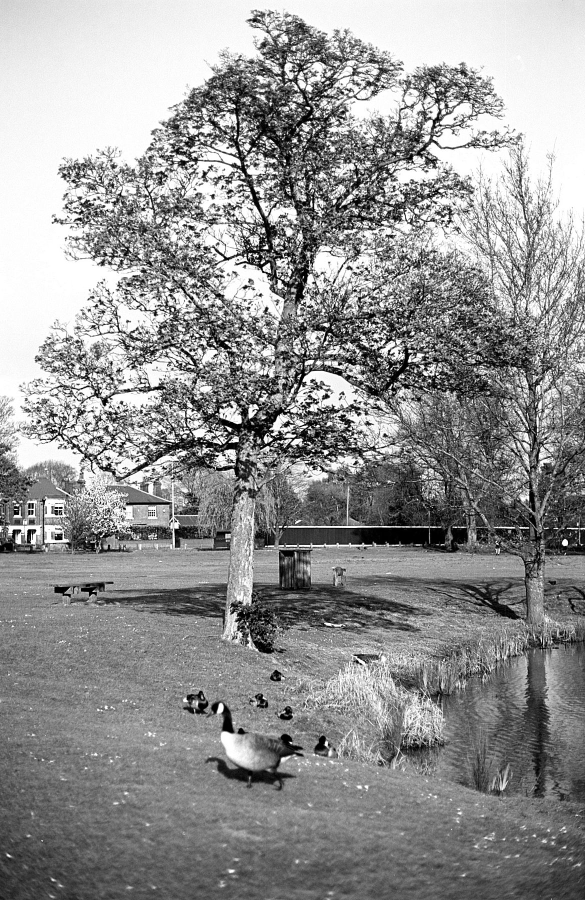 Agfa ORTHO Test in Yashica FR-1 02