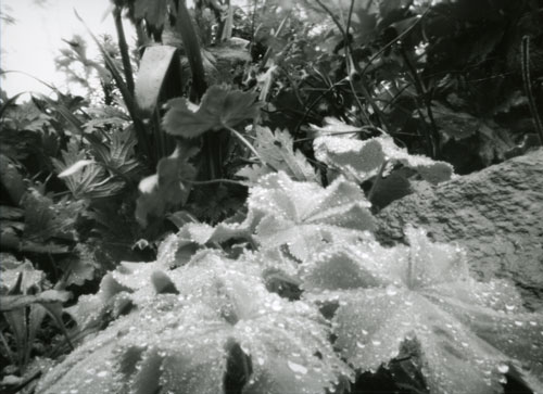 Alchemilla at Dyffryn Fernant