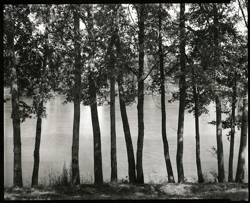 Alders along the Rogue River