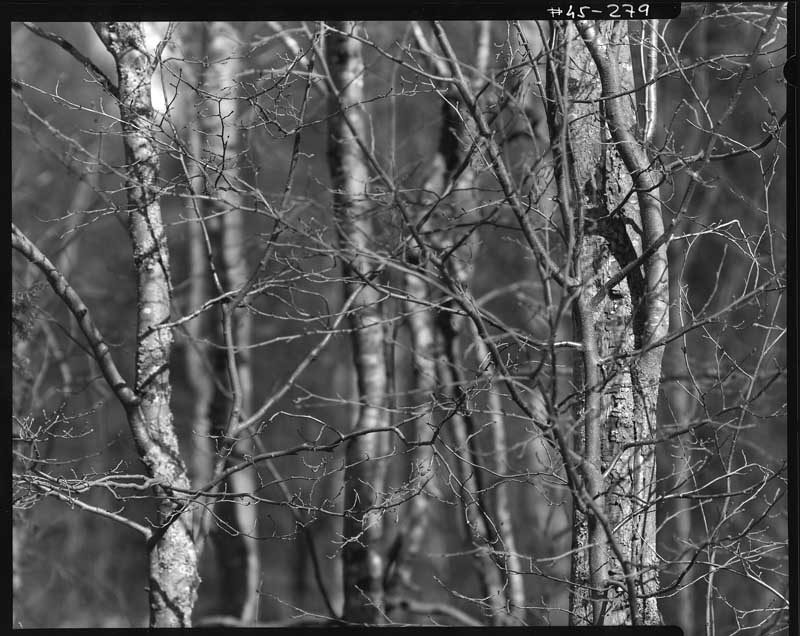 Alders in early spring