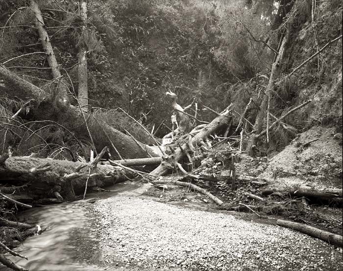 Alex, Fern Canyon, April 16, 2008