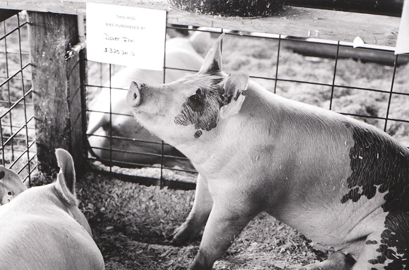 All good pigs go to heaven