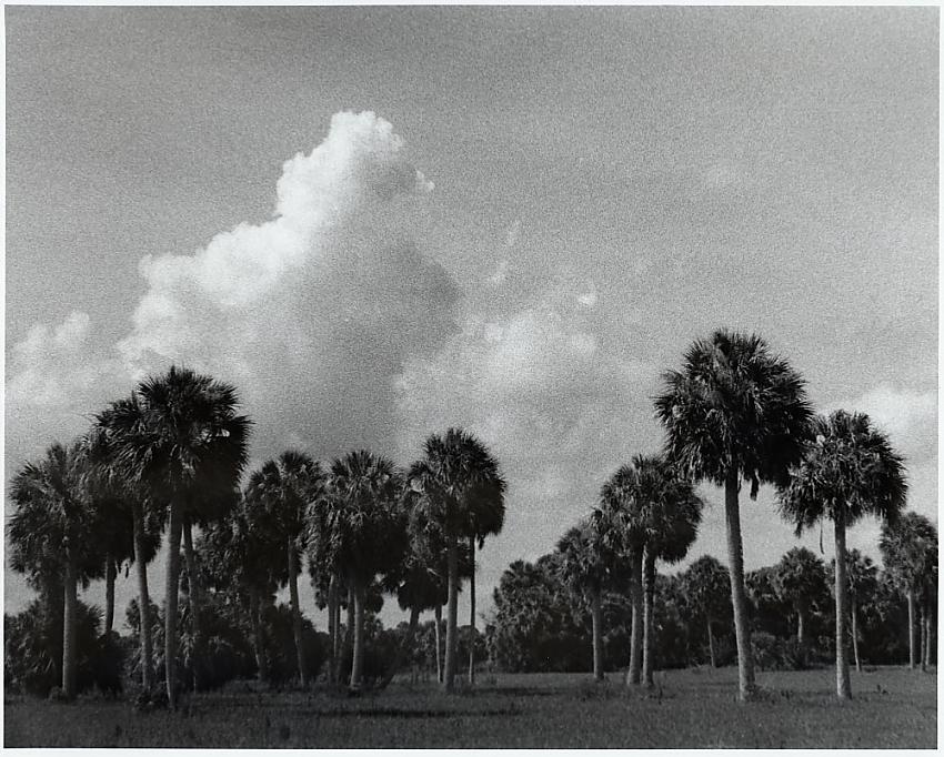 Allapattah Flats