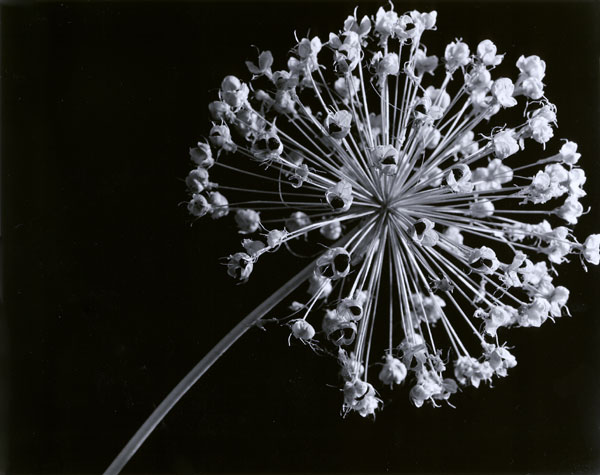 Allium Seed Head