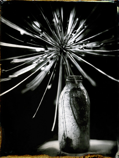 "Allium Shuberti"