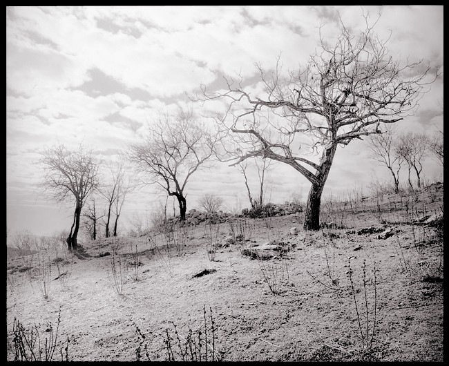 Almond Trees (reprinted)