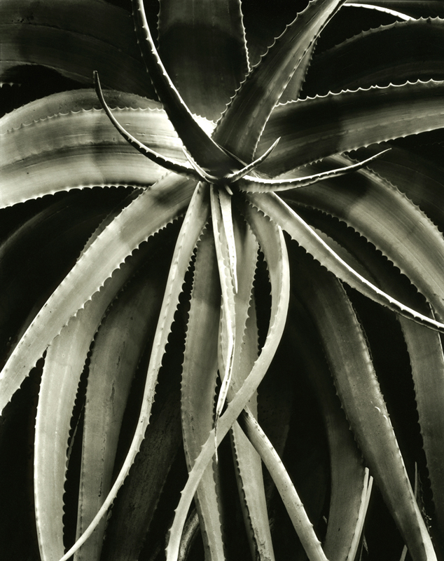 Aloe acutissima var. acutissima, Malibu, CA, 2007