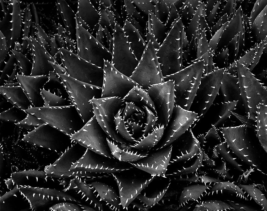 Aloe Brevifolia