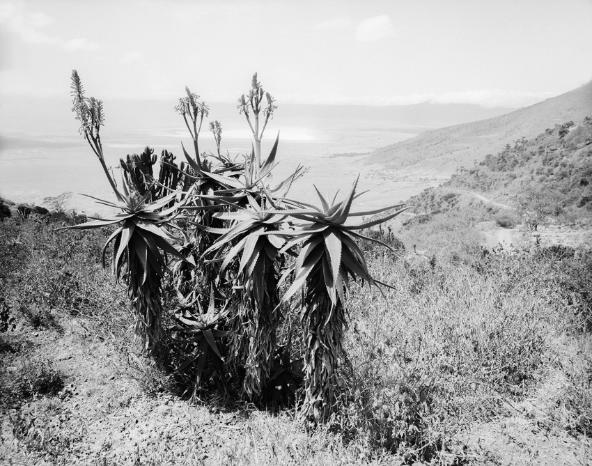 Aloe ferox, rim of Ngorongoro crater