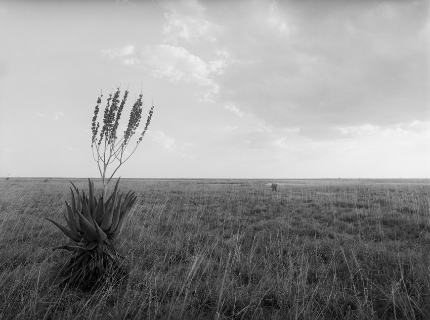 Aloe, northern Kalahari