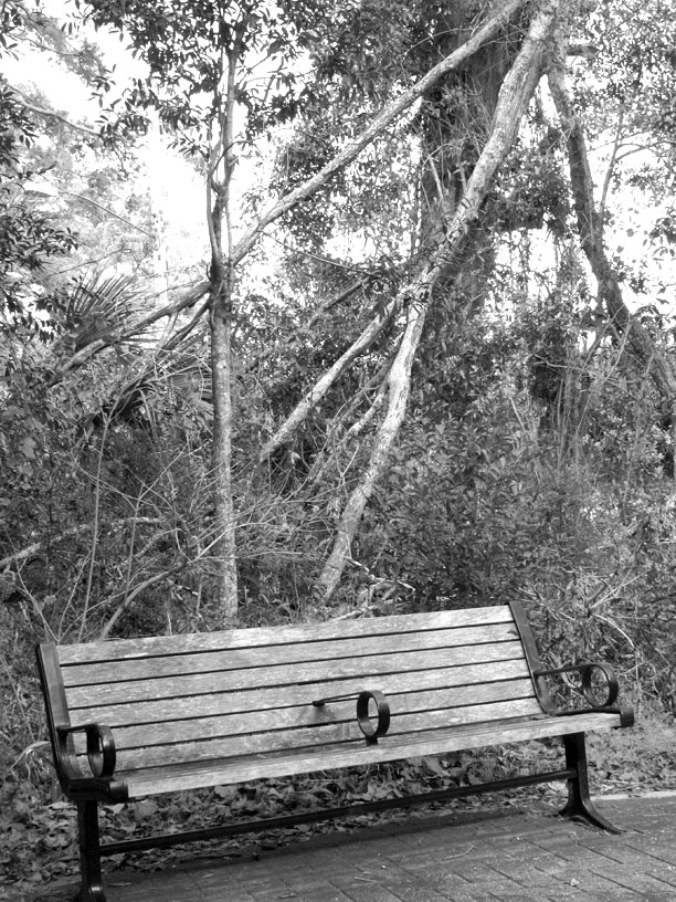 Along Goose Pond Trail