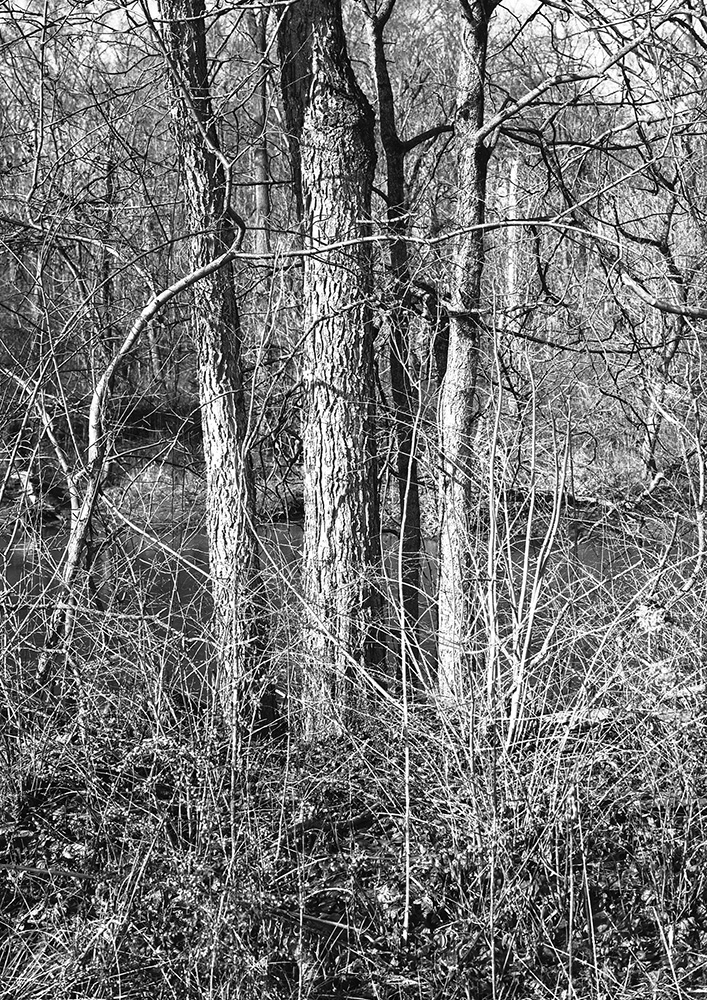 Alum Creek Trees