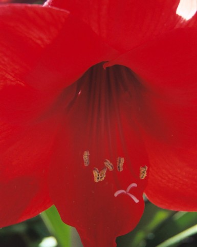 Amaryllis 2