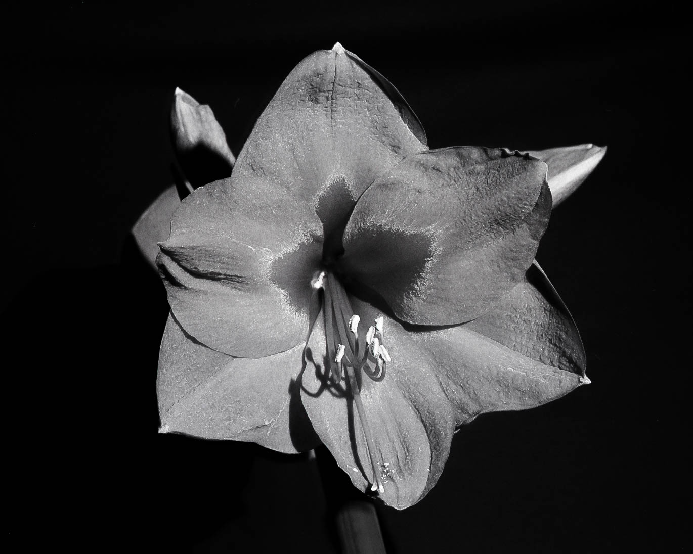 Amaryllis-22003